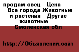  продам овец › Цена ­ 100 - Все города Животные и растения » Другие животные   . Смоленская обл.